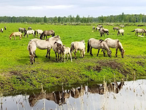 Переход на страницу описания однодневного тура в Налибокскую Пущу Экскурсия в Налибокскую Пущу из Минска