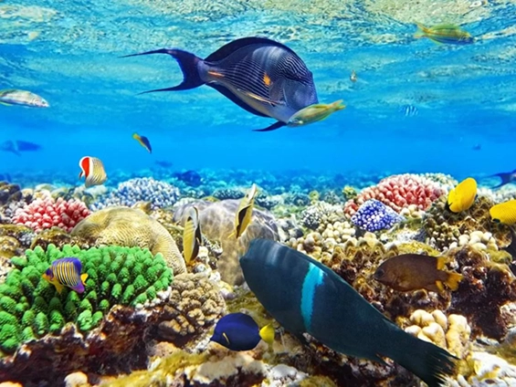 Дайвинг в Красном море Подводный мир Красного моря