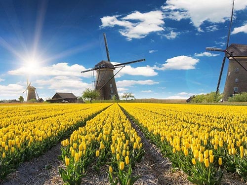 Тюльпаны в Голландии Отдых в Голландии